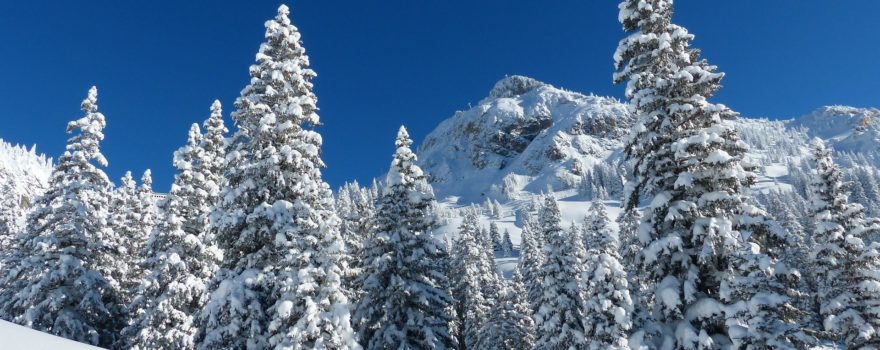 Snow-covered pine trees with a mountain backdrop under a clear blue sky.